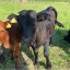 calves.jpg