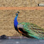 peacock-1.jpg