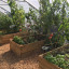 cultivate-london-salopian-kitchen-garden-august-2016-1024.jpeg