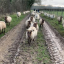 wcf-sheep-trail.jpg
