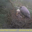 nest-7-old-photo.jpg