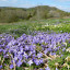 2015-04-22-south-malverns-violets-chae-end-127.jpg
