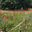 wild-flowers-4.jpg