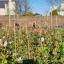 20201106-103526.jpg