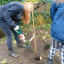 1-1-ncs-hilldrop-orchard-planting-dscn-0044.jpg