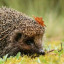 hedgehog-1632907391.jpg