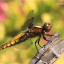 rs-1231-broad-bodied-chaser-female-040611-side-view-c-penny-frith.jpg