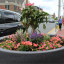 dundalk-flowers.png
