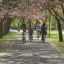 family-cycling-park-apple-blossom.jpg