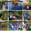 collage-staff-and-adult-vols.jpg