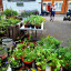 crowdfunding-braunstone-gate-plant-share.jpg