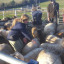 sheep-sorting.jpg
