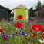 lindengate-sheds-wildflowers.jpg