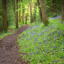 bluebell-path.jpg