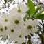 pearblossom.jpeg