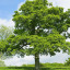 english-oak-pedunculate-oak-quercus-robur-tree-alamy-bmrxjf-oliver-smart.jpg