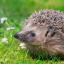 hedgehog-flowers-meadow-field-jpg-653-x-0-q-80-crop-smart.jpg