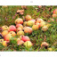 apples-on-ashley-road.jpg