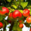 apple-tree-3.jpg