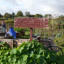 bakersvill-allotment.jpg