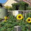 800-px-2011-merri-corner-community-garden-australia-5355964141.jpg