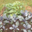 veg-4.jpg