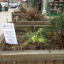 flowering-edgware-10.png