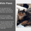 rosa-and-white-paws.png