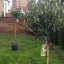 garden-space-olive-tree-planting.jpg