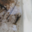 river-dipping-1.jpg