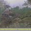 nest-6-old-photo.jpg