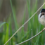 rs-520-reed-bunting-woodberry-wetlands-penny-dixie.png