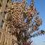 blossoms-on-play-street.jpg