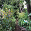 woodland-wild.jpg