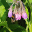 wildflower-bees.jpg