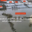 flood-pic.jpg
