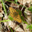 pbf-2015-05-04-haugh-wood-176.jpg