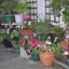 flowering-edgware-7.png