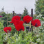 poppies.jpg