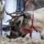 lancaster-bid-reindeer-day-081219-49-nick-dagger-photography.jpg