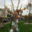 15-8-oct-thank-you-img-3867-childrens-tree-web.jpg