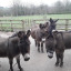 kayak-donkeys.jpg