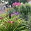 bloom-6.jpg