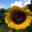 sunflower.jpg