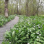 20210503-garlic-sue-griffith.jpg