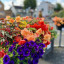 bloom-1.jpg
