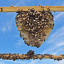 190609-bees-frame-festooning-building-wax-sky-silhouette-2.jpg