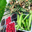 beans-food-harvest-autumn-raspberries.jpg