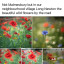 wild-flowers-7.jpg