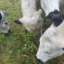 ivy-tonic-for-the-cows.jpg